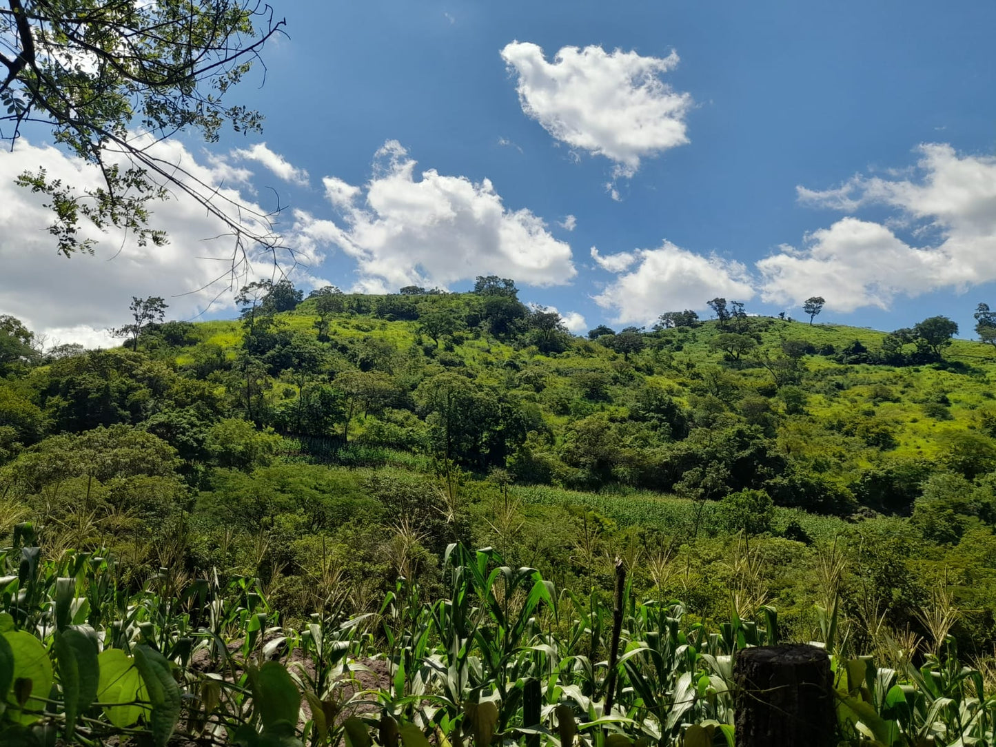 Finca Productiva de 150 Manzanas en Venta | A 3 km de Ataco | Agua Permanente y Cultivos Establecidos