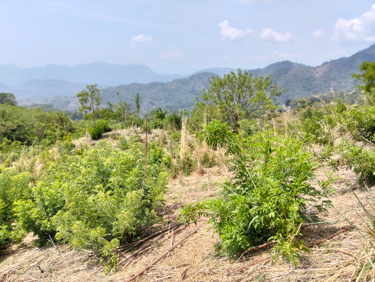Finca Productiva de 150 Manzanas en Venta | A 3 km de Ataco | Agua Permanente y Cultivos Establecidos