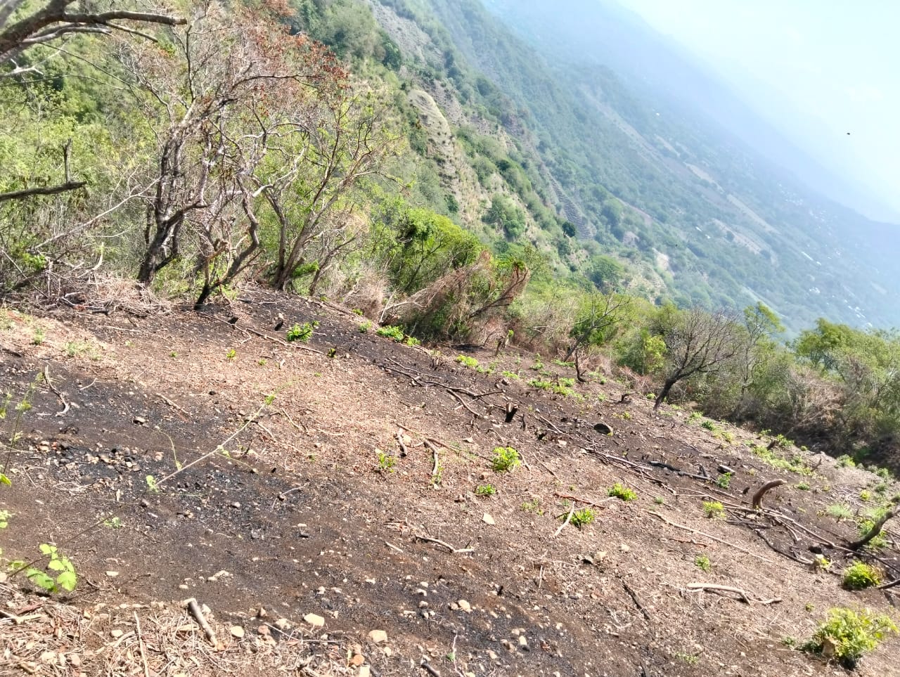 Finca Productiva de 150 Manzanas en Venta | A 3 km de Ataco | Agua Permanente y Cultivos Establecidos