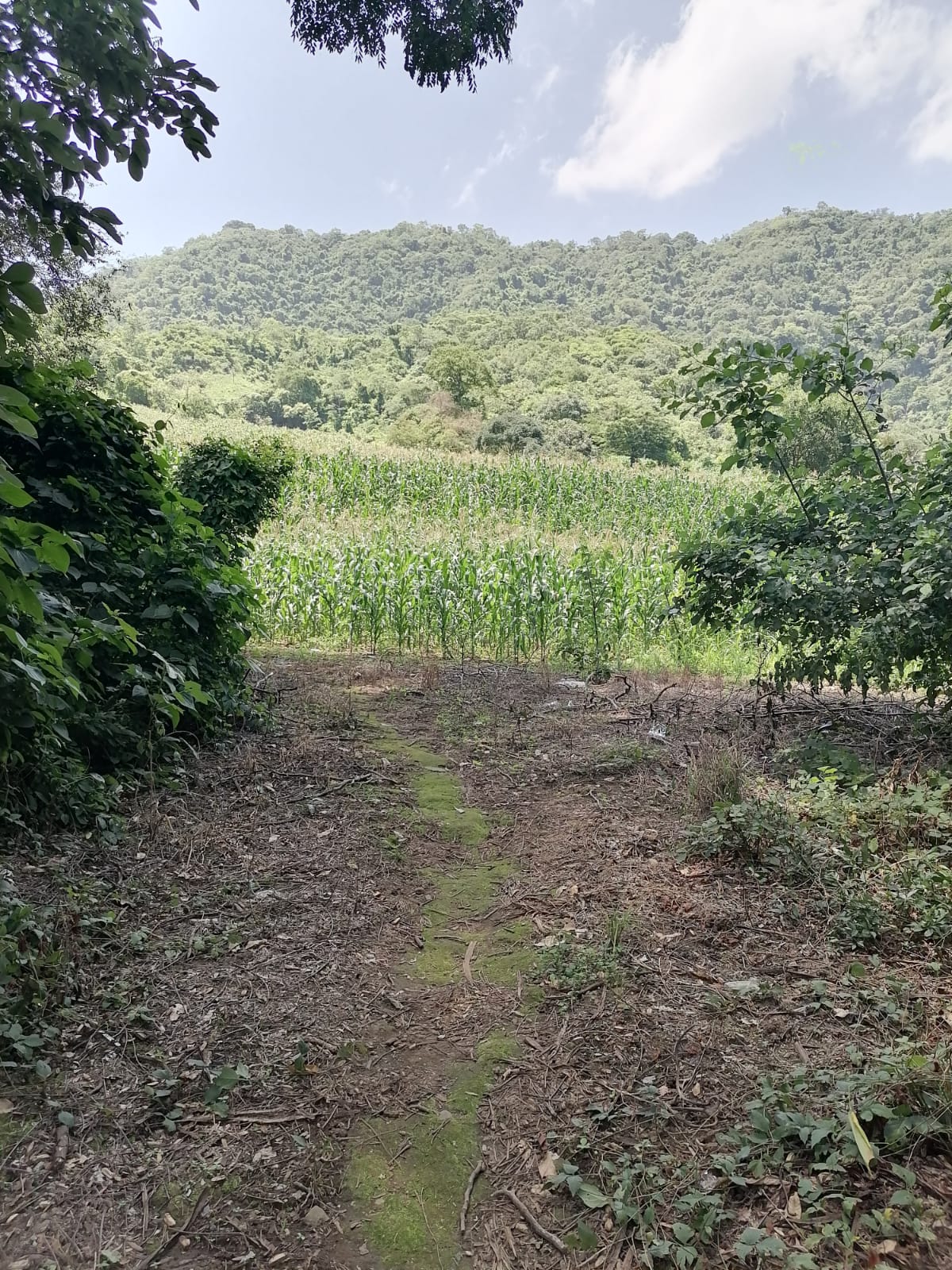 12 Manzanas en Venta en Talnique, La Libertad – Terreno con Acceso a Agua y Cultivo de Maíz
