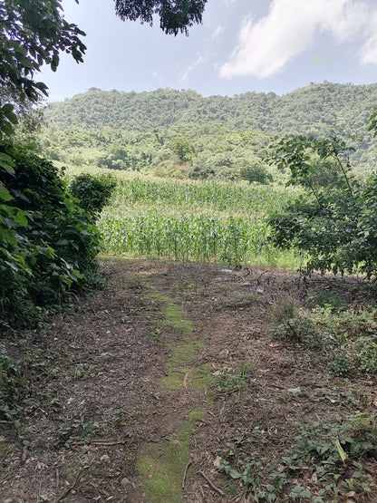 12 Manzanas en Venta en Talnique, La Libertad – Terreno con Acceso a Agua y Cultivo de Maíz