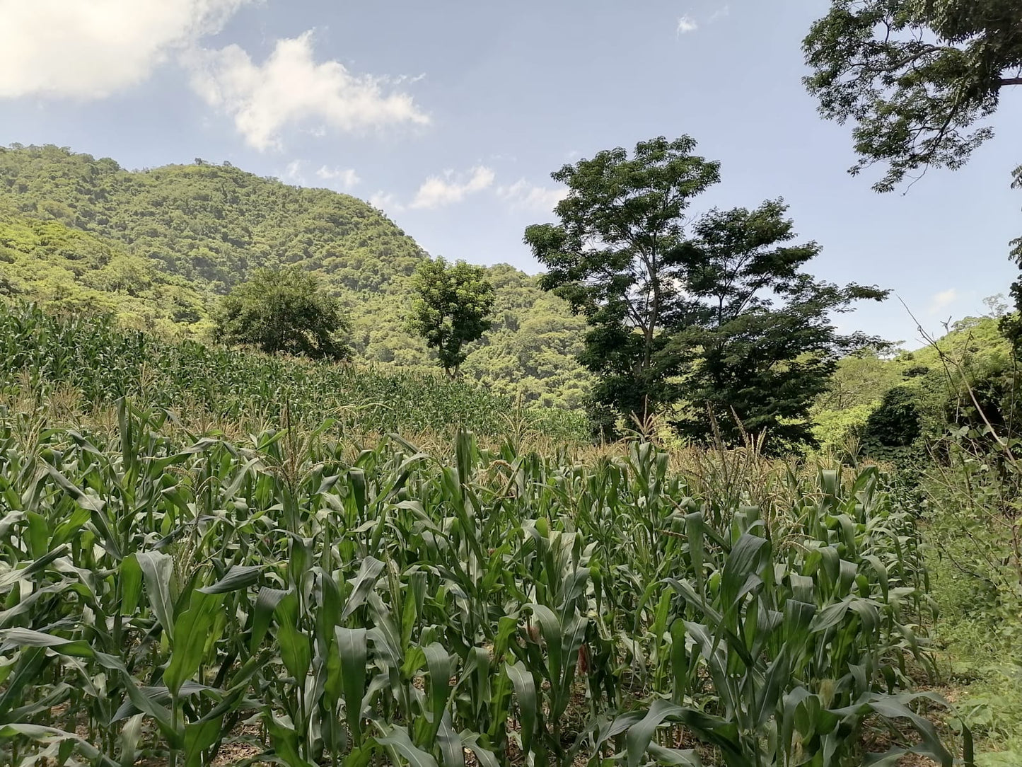 12 Manzanas en Venta en Talnique, La Libertad – Terreno con Acceso a Agua y Cultivo de Maíz