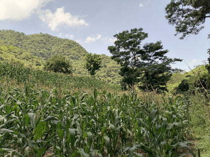 12 Manzanas en Venta en Talnique, La Libertad – Terreno con Acceso a Agua y Cultivo de Maíz
