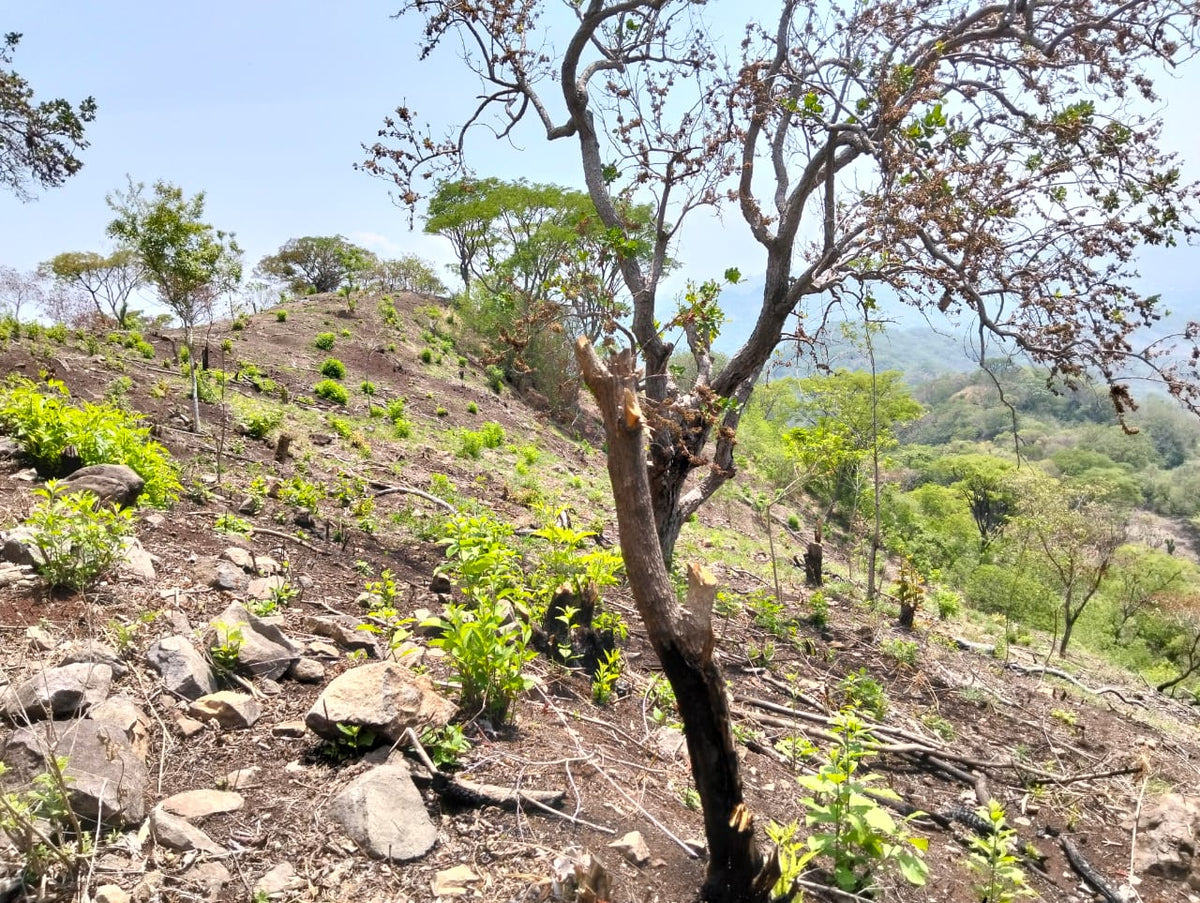 Terreno Rústico de 114 Manzanas en Venta | San Miguel, Texis | $2,500 por Manzana