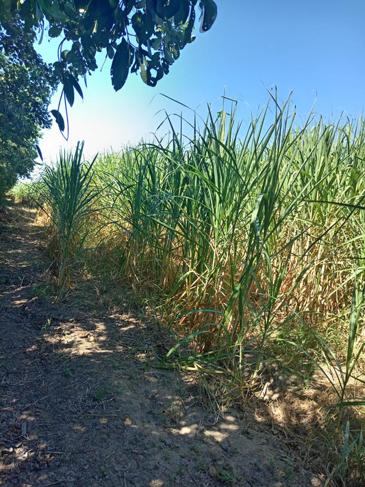 En Venta: 350 Manzanas de Tierra Productiva en Tierra Blanca, Usulután