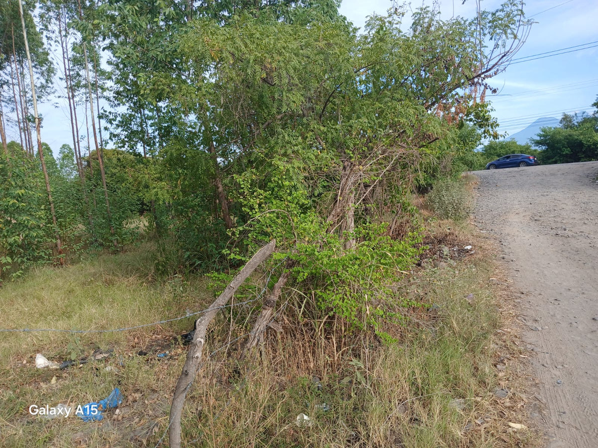 Terreno de 90 Manzanas Completamente Planas con Plantación de Eucalipto en Zacatecoluca