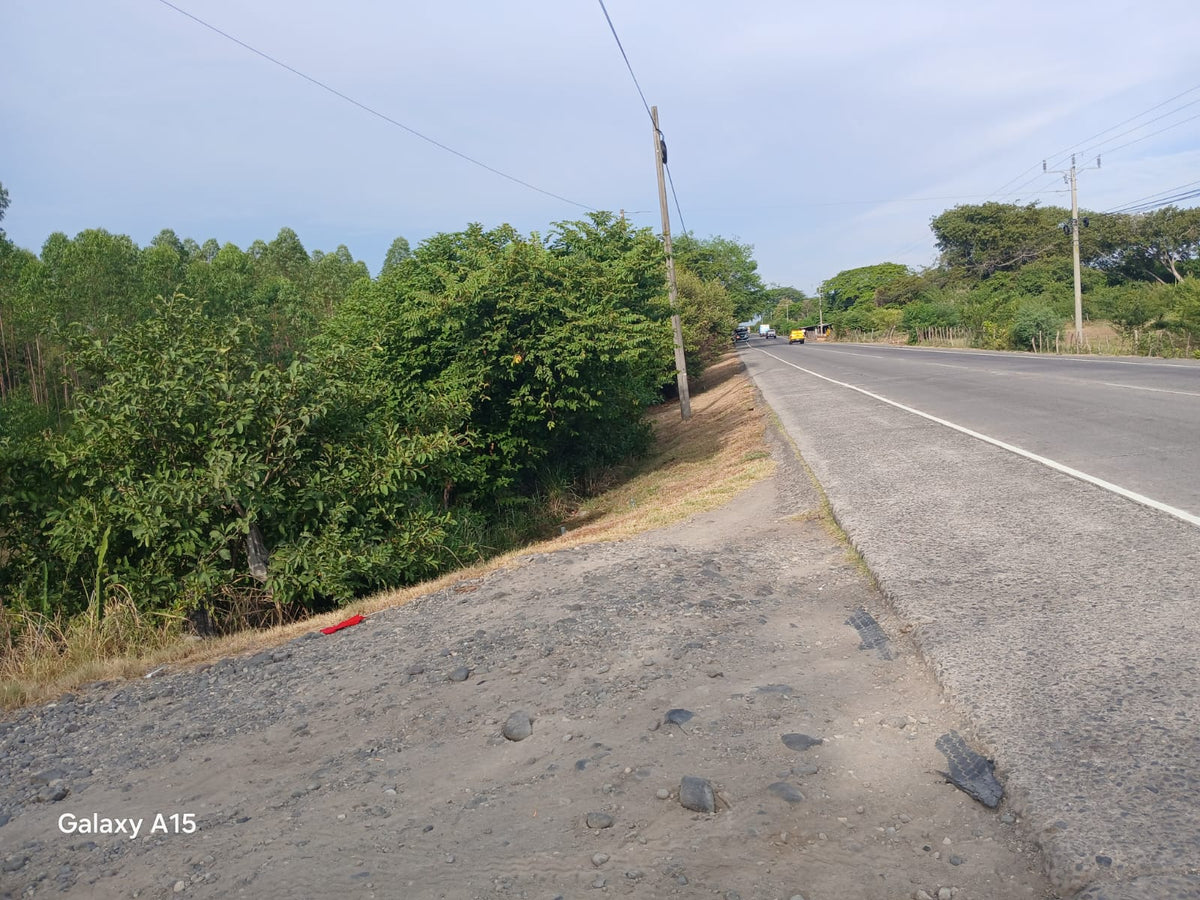 Terreno de 90 Manzanas Completamente Planas con Plantación de Eucalipto en Zacatecoluca