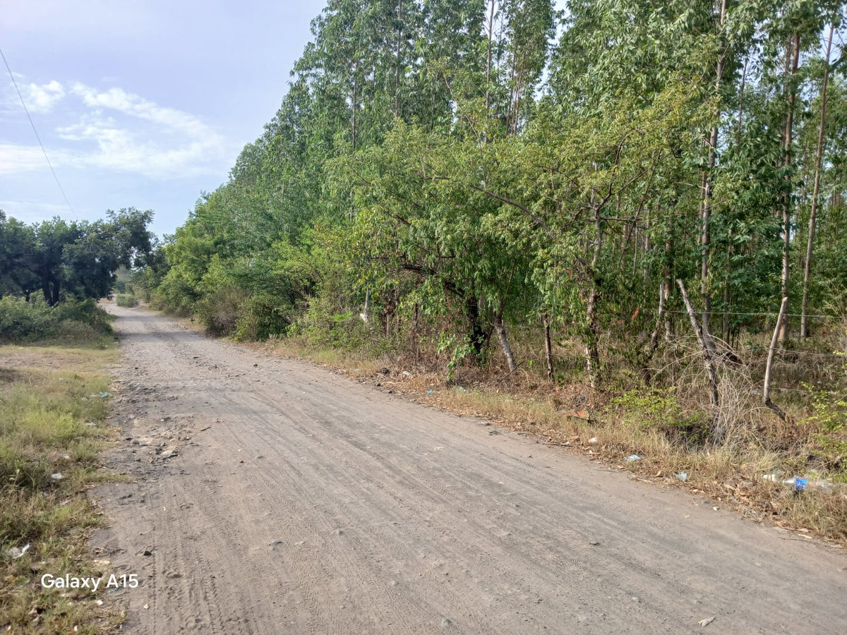Terreno de 90 Manzanas Completamente Planas con Plantación de Eucalipto en Zacatecoluca
