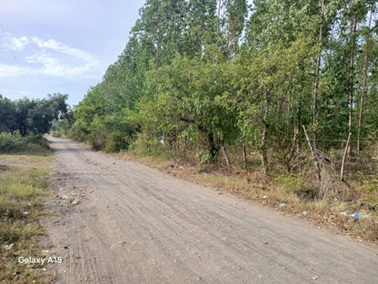 Terreno de 90 Manzanas Completamente Planas con Plantación de Eucalipto en Zacatecoluca
