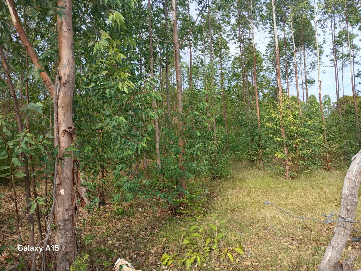 Terreno de 90 Manzanas Completamente Planas con Plantación de Eucalipto en Zacatecoluca