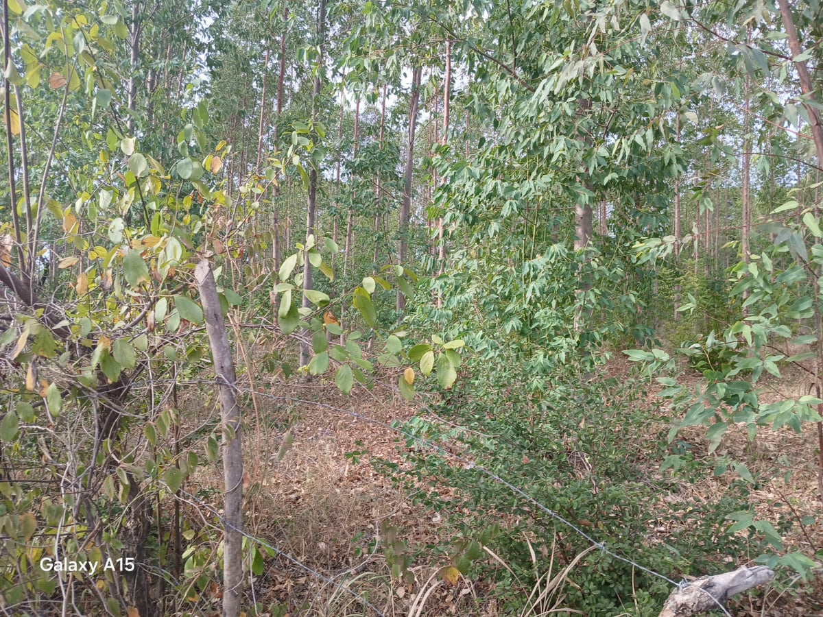Terreno de 90 Manzanas Completamente Planas con Plantación de Eucalipto en Zacatecoluca