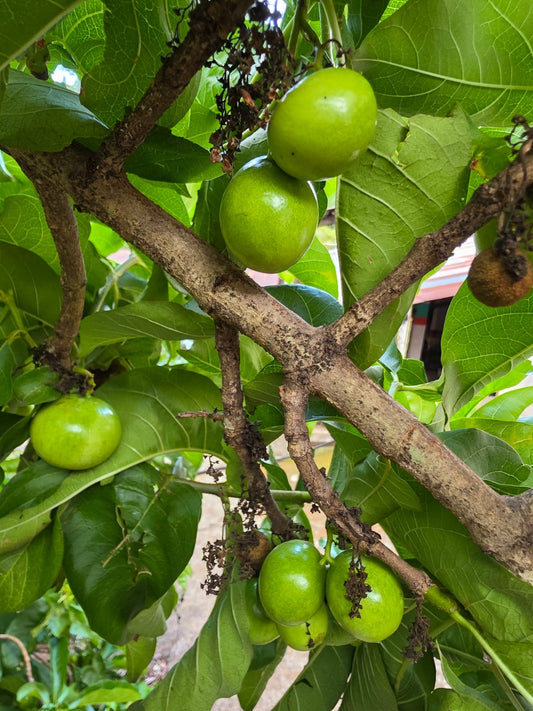 Finca Cafetalera de 140 Manzanas en Ciudad Barrios – Producción, Naturaleza y Potencial Turístico